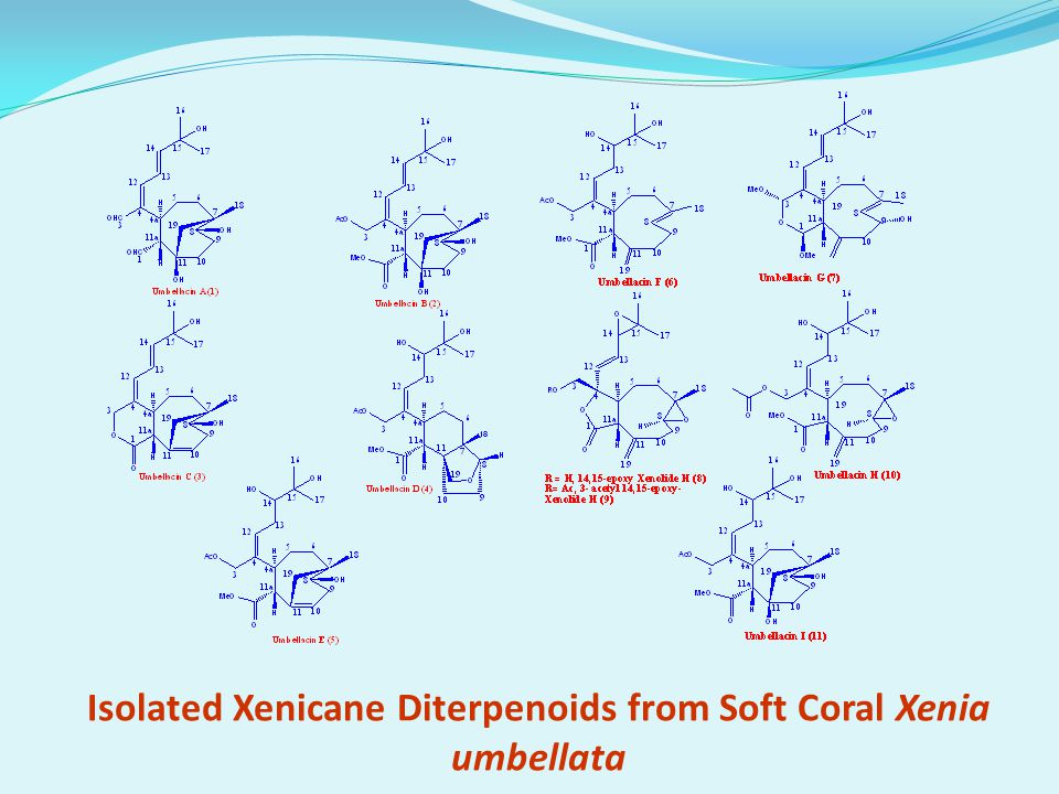 Isolated Xenicane Diterpenoids from Soft Coral Xenia umbellata