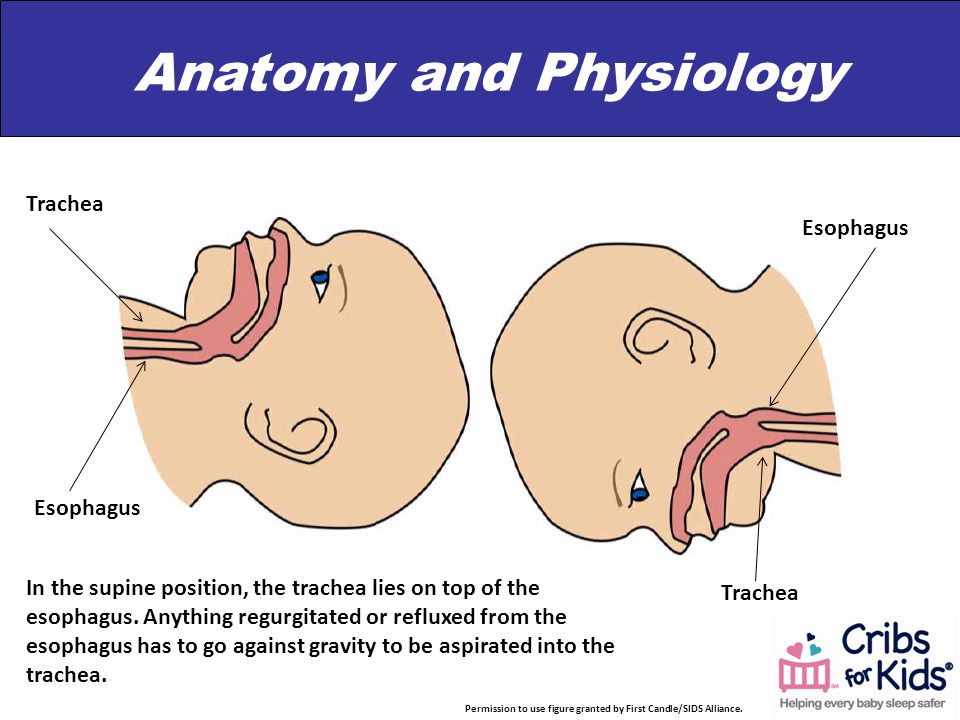 Trachea Esophagus Anatomy and Physiology In the supine position, the trachea lies on top of the esophagus.
