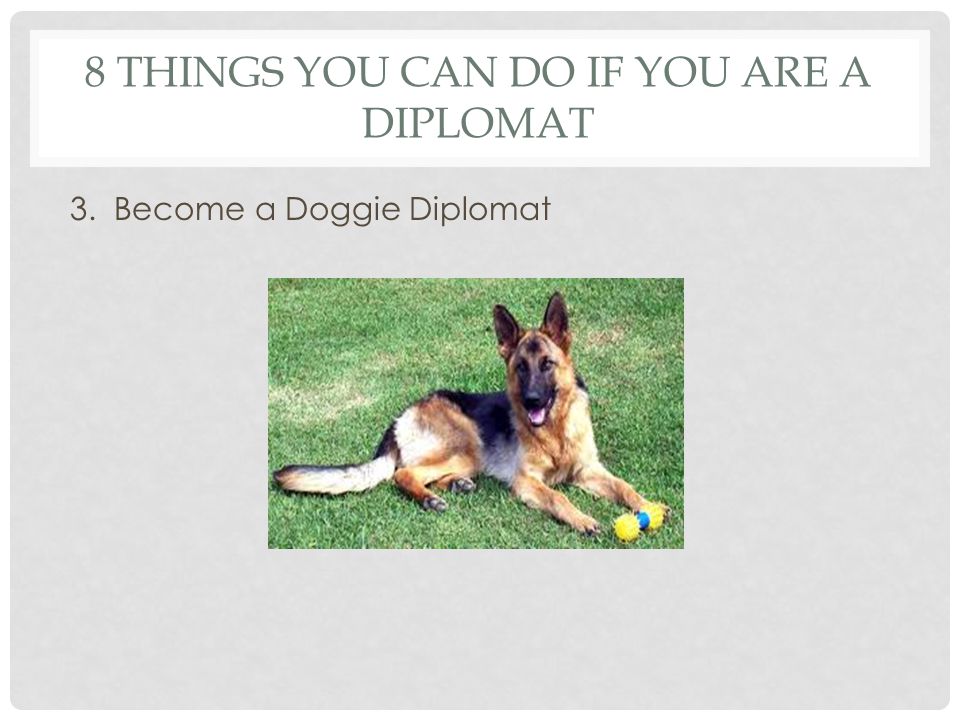 8 THINGS YOU CAN DO IF YOU ARE A DIPLOMAT 3. Become a Doggie Diplomat