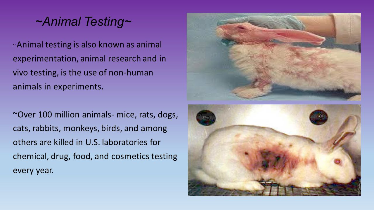 ~Animal Testing~ ~ Animal testing is also known as animal experimentation, animal research and in vivo testing, is the use of non-human animals in experiments.