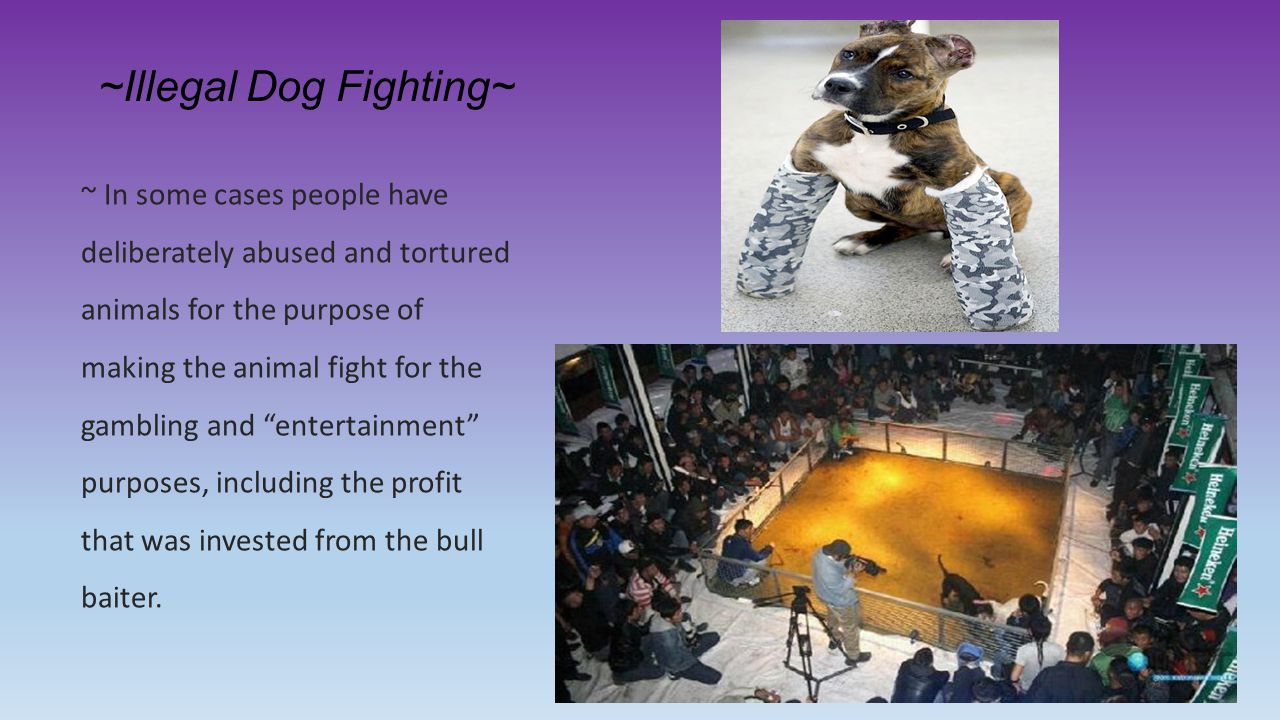 ~Illegal Dog Fighting~ ~ In some cases people have deliberately abused and tortured animals for the purpose of making the animal fight for the gambling and entertainment purposes, including the profit that was invested from the bull baiter.