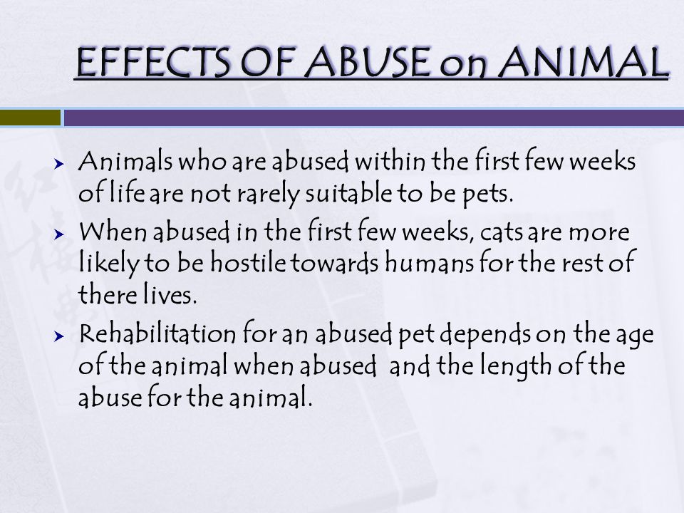 EFFECTS OF ABUSE on ANIMAL  Animals who are abused within the first few weeks of life are not rarely suitable to be pets.