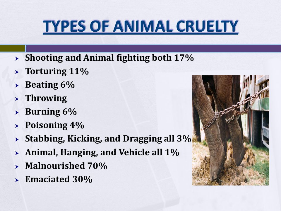 TYPES OF ANIMAL CRUELTY  Shooting and Animal fighting both 17%  Torturing 11%  Beating 6%  Throwing  Burning 6%  Poisoning 4%  Stabbing, Kicking, and Dragging all 3%  Animal, Hanging, and Vehicle all 1%  Malnourished 70%  Emaciated 30%