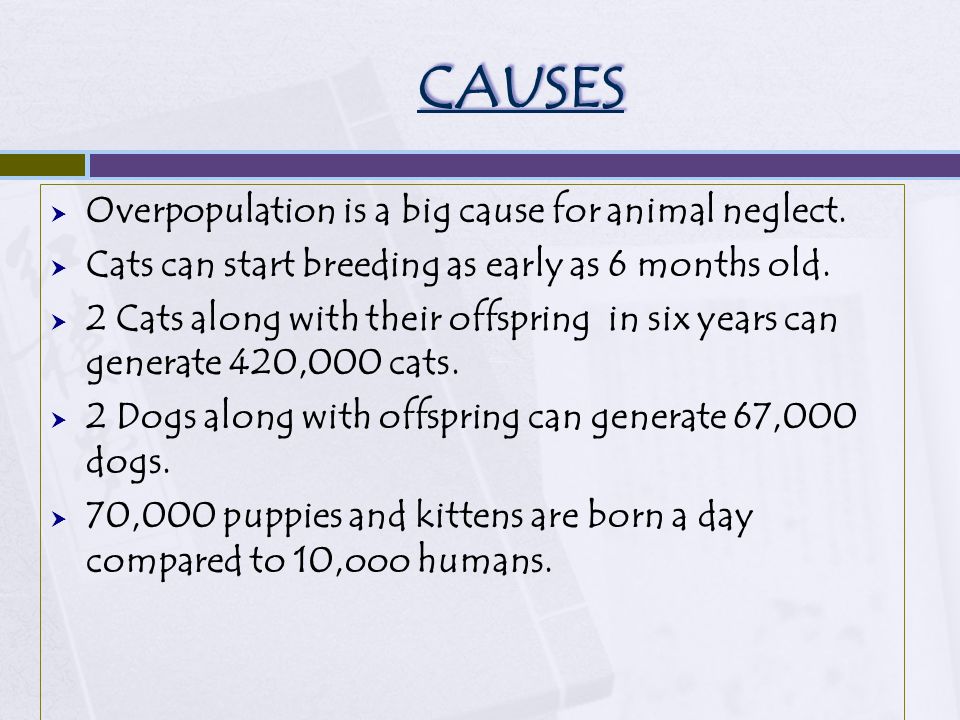 CAUSES  Overpopulation is a big cause for animal neglect.