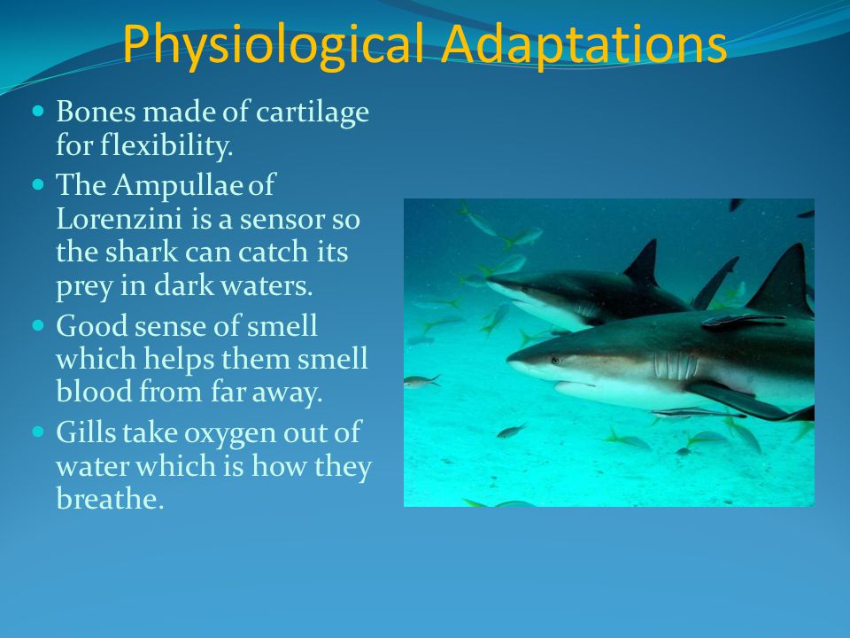 Physiological Adaptations Bones made of cartilage for flexibility.