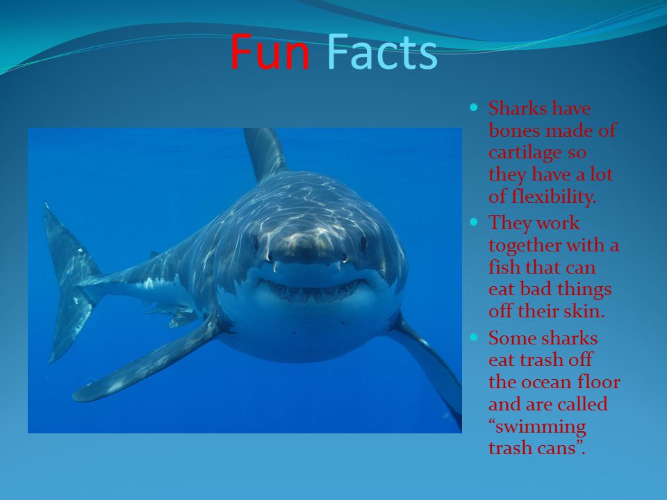 Fun Facts Sharks have bones made of cartilage so they have a lot of flexibility.