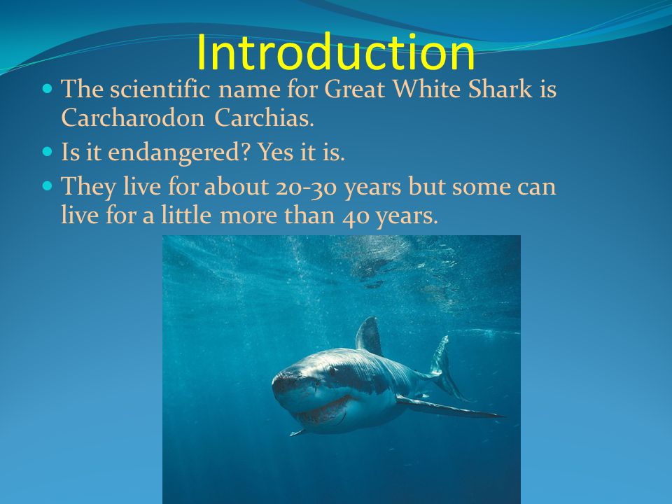 Introduction The scientific name for Great White Shark is Carcharodon Carchias.