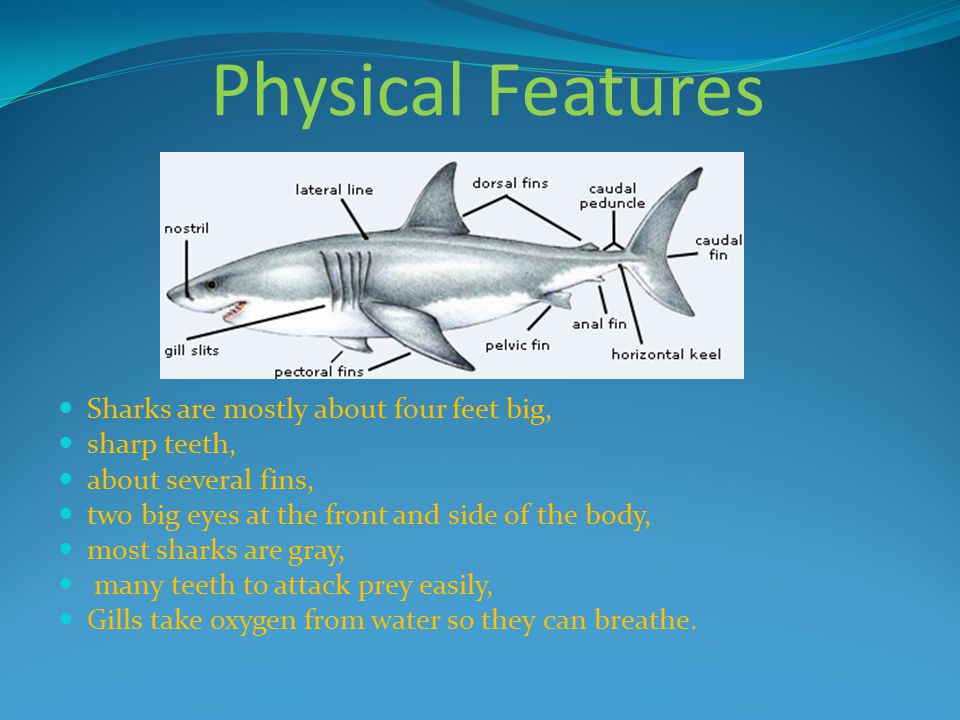 Physical Features Sharks are mostly about four feet big, sharp teeth, about several fins, two big eyes at the front and side of the body, most sharks are gray, many teeth to attack prey easily, Gills take oxygen from water so they can breathe.