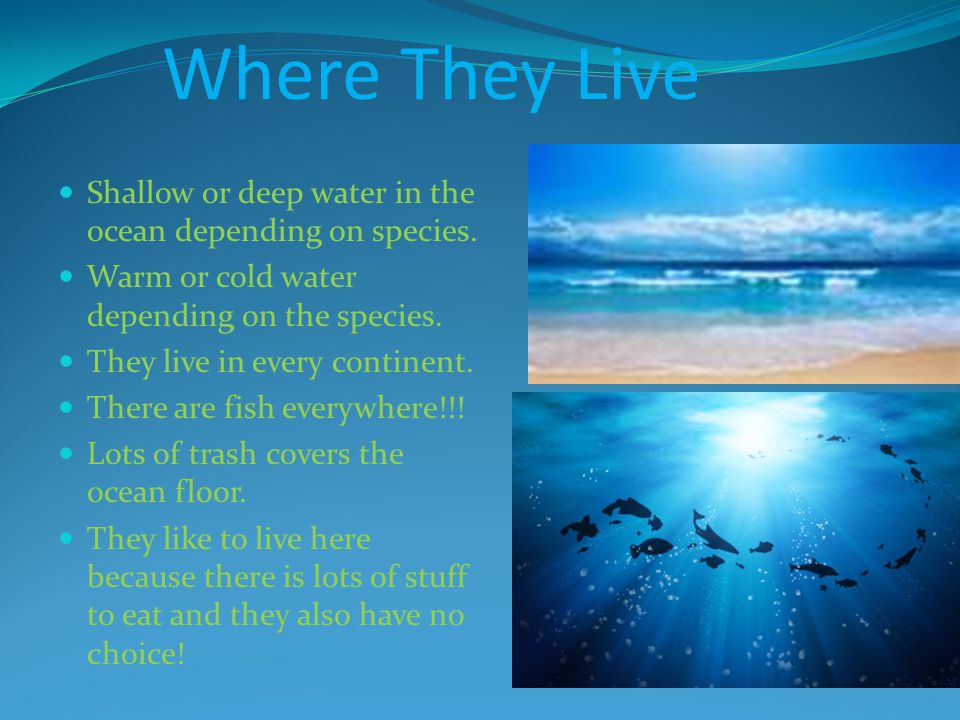 Where They Live Shallow or deep water in the ocean depending on species.
