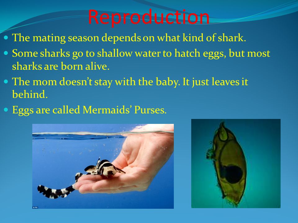 Reproduction The mating season depends on what kind of shark.