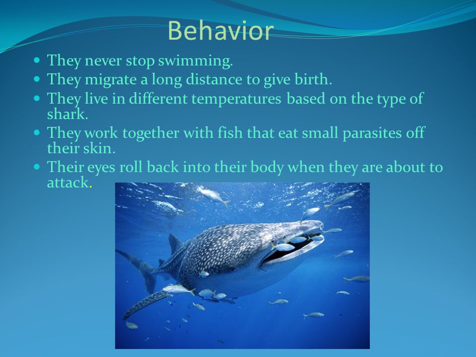 Behavior They never stop swimming. They migrate a long distance to give birth.