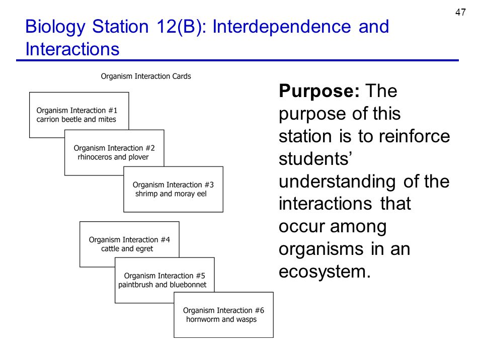 47 Biology Station 12(B): Interdependence and Interactions Purpose: The purpose of this station is to reinforce students’ understanding of the interactions that occur among organisms in an ecosystem.