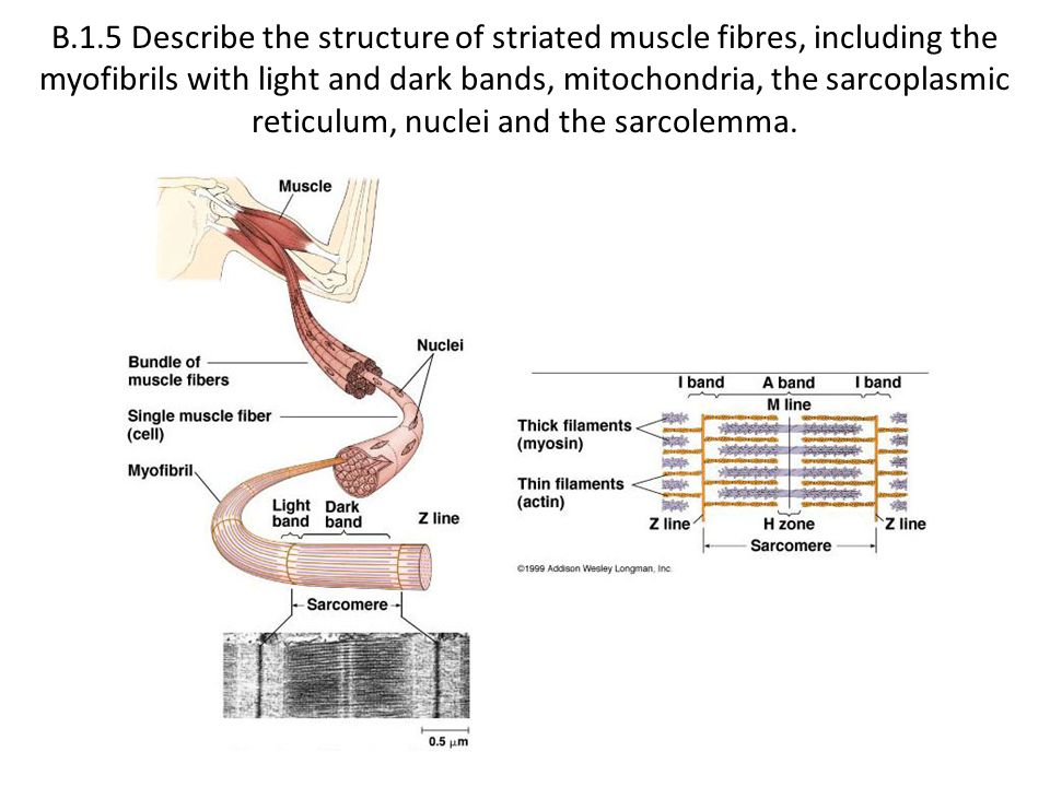 structure of striated muscle fibre