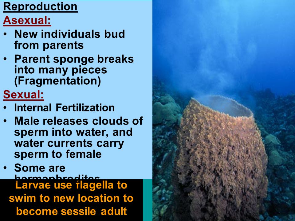 Larvae use flagella to swim to new location to become sessile adult Reproduction Asexual: New individuals bud from parents Parent sponge breaks into many pieces (Fragmentation) Sexual: Internal Fertilization Male releases clouds of sperm into water, and water currents carry sperm to female Some are hermaphrodites