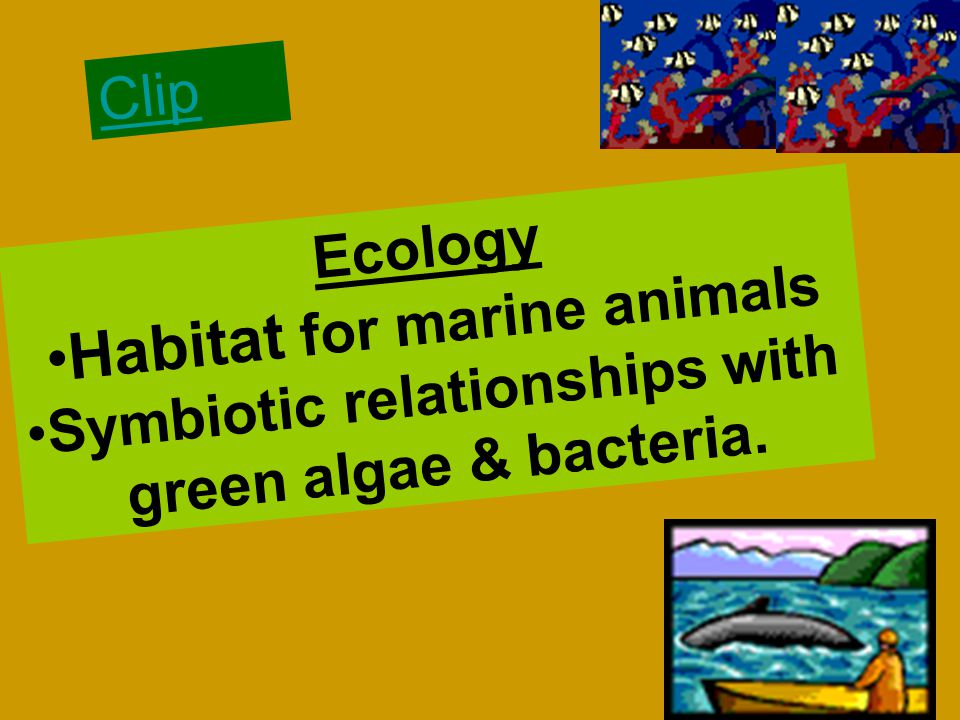 Clip Ecology Habitat for marine animals Symbiotic relationships with green algae & bacteria.