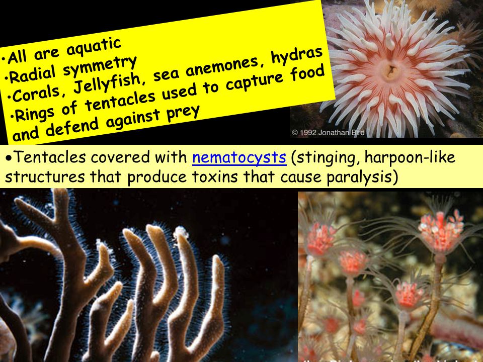 All are aquatic Radial symmetry Corals, Jellyfish, sea anemones, hydras Rings of tentacles used to capture food and defend against prey  Tentacles covered with nematocysts (stinging, harpoon-like structures that produce toxins that cause paralysis)