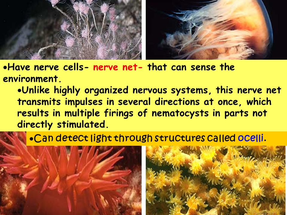  Have nerve cells- nerve net- that can sense the environment.