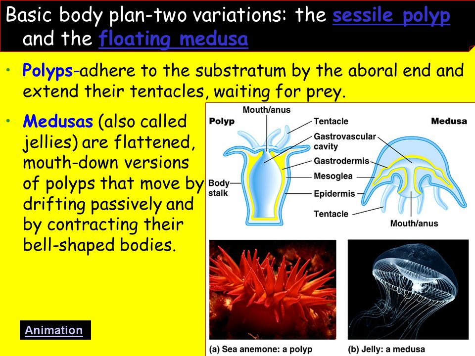 Basic body plan-two variations: the sessile polyp and the floating medusa.