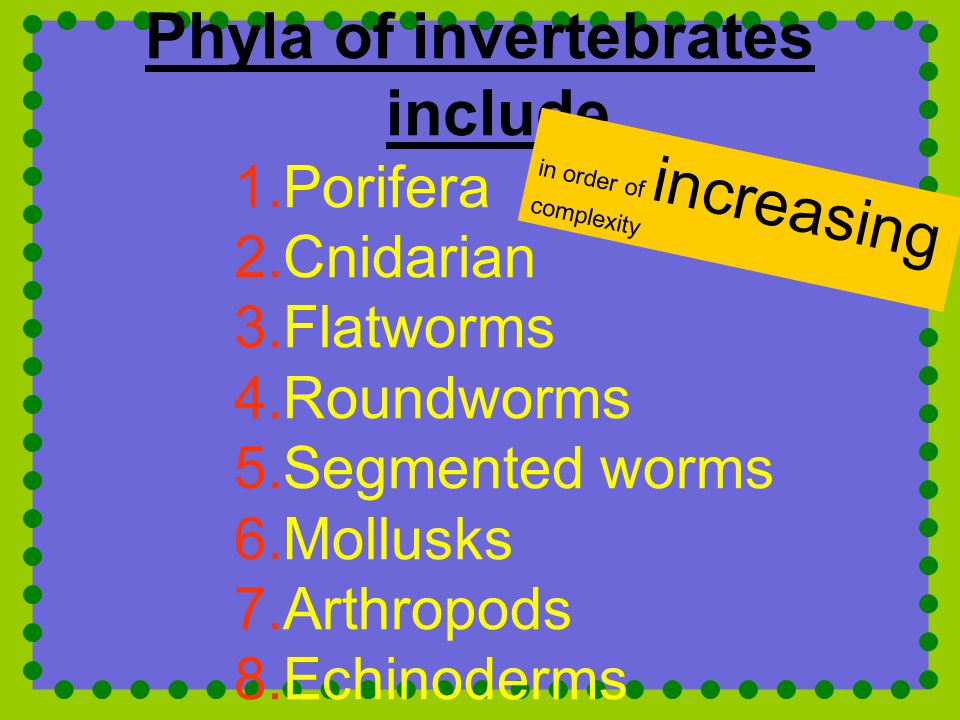 Phyla of invertebrates include 1.Porifera 2.Cnidarian 3.Flatworms 4.Roundworms 5.Segmented worms 6.Mollusks 7.Arthropods 8.Echinoderms i n o r d e r o f i n c r e a s i n g c o m p l e x i t y