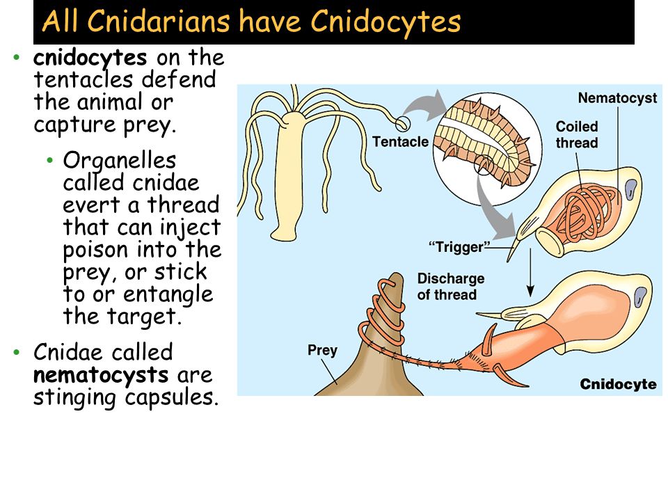 All Cnidarians have Cnidocytes cnidocytes on the tentacles defend the animal or capture prey.