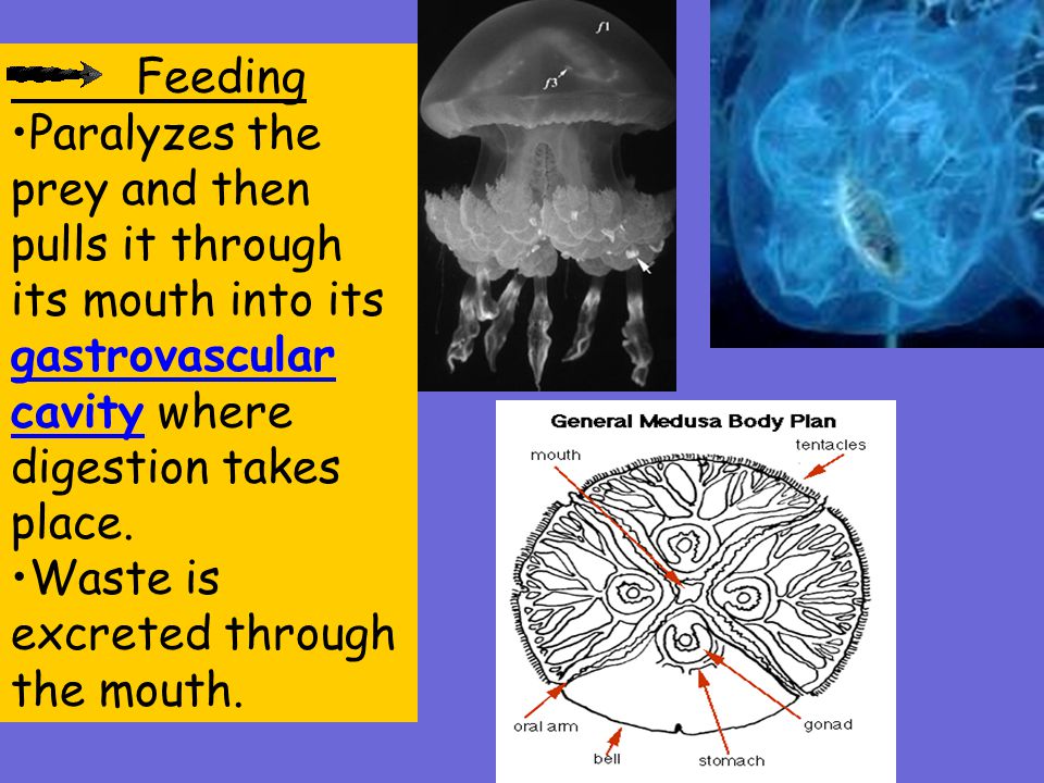 Feeding Paralyzes the prey and then pulls it through its mouth into its gastrovascular cavity where digestion takes place.