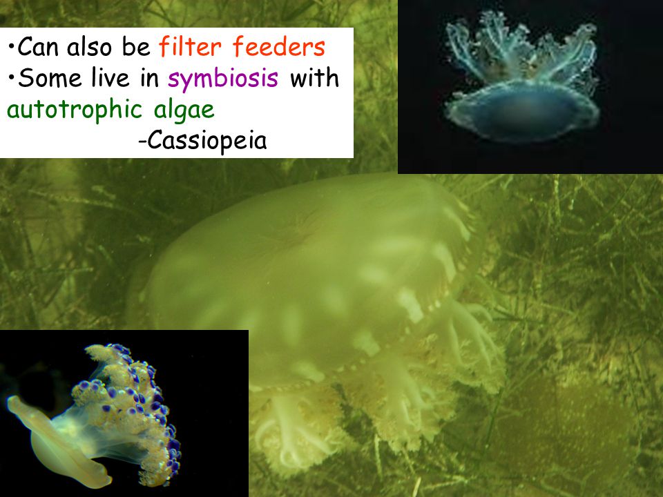 Can also be filter feeders Some live in symbiosis with autotrophic algae -Cassiopeia