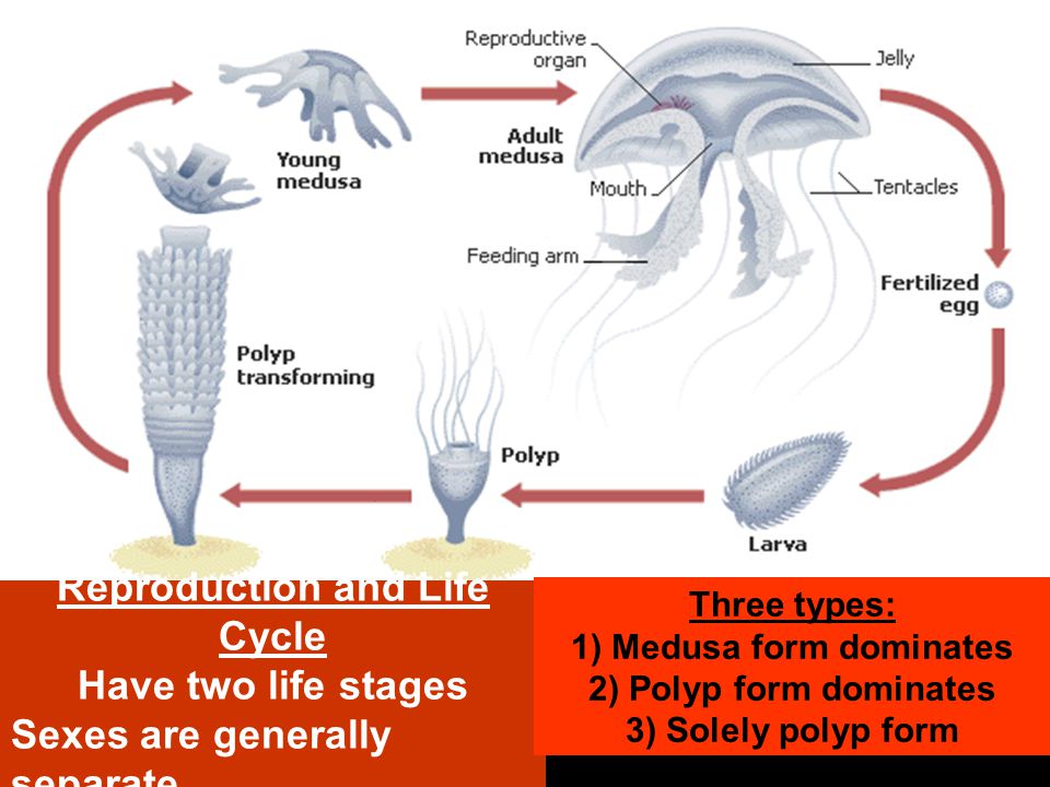 Reproduction and Life Cycle Have two life stages Sexes are generally separate Three types: 1) Medusa form dominates 2) Polyp form dominates 3) Solely polyp form