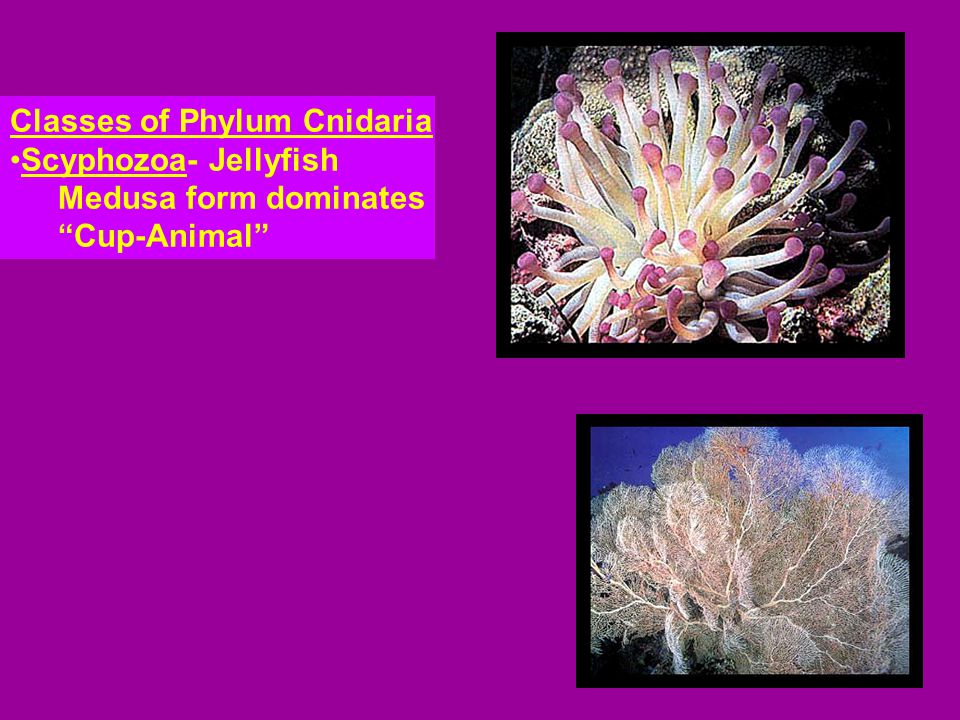 Classes of Phylum Cnidaria Scyphozoa- Jellyfish Medusa form dominates Cup-Animal