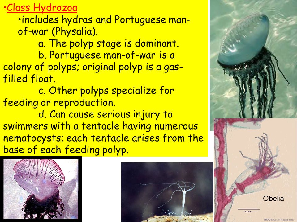 Class Hydrozoa includes hydras and Portuguese man- of-war (Physalia).