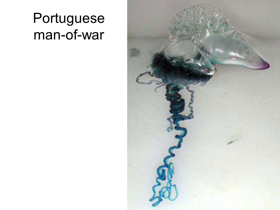 Portuguese man-of-war