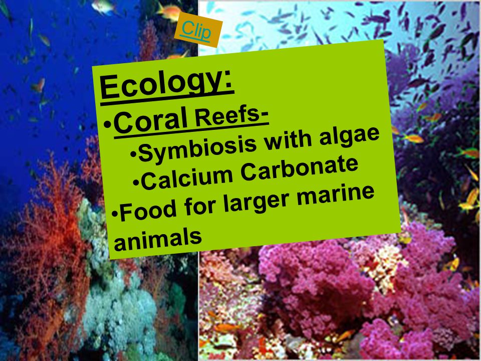 Ecology: Coral Reefs- Symbiosis with algae Calcium Carbonate Food for larger marine animals Clip