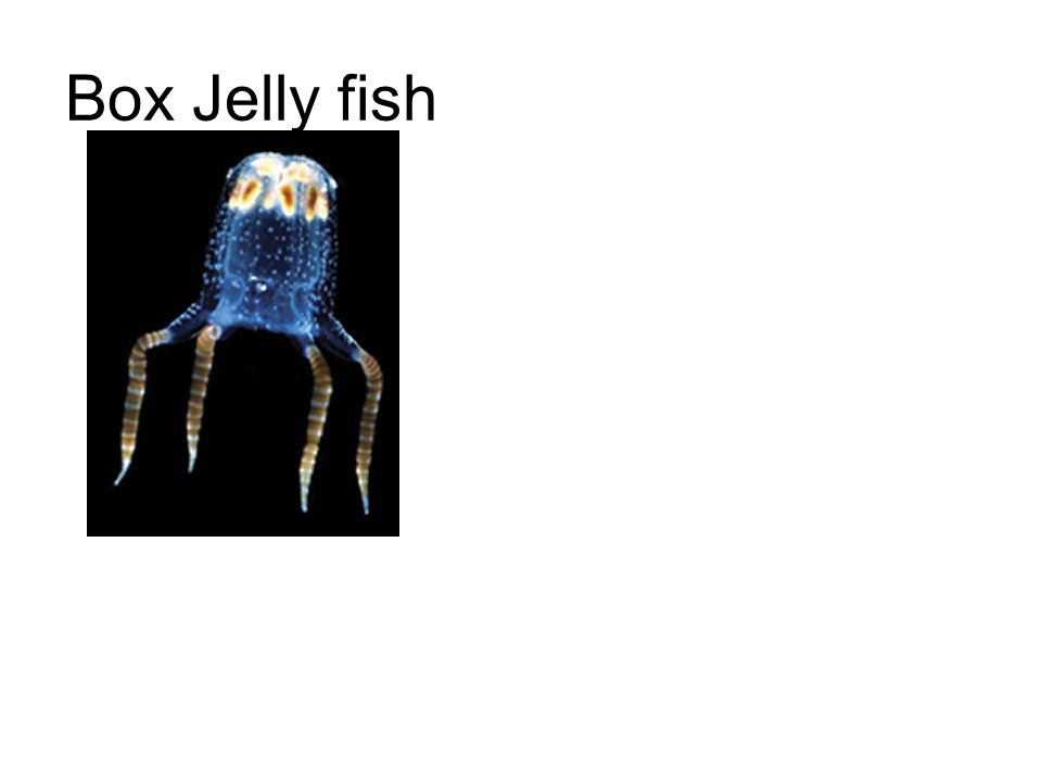 Box Jelly fish