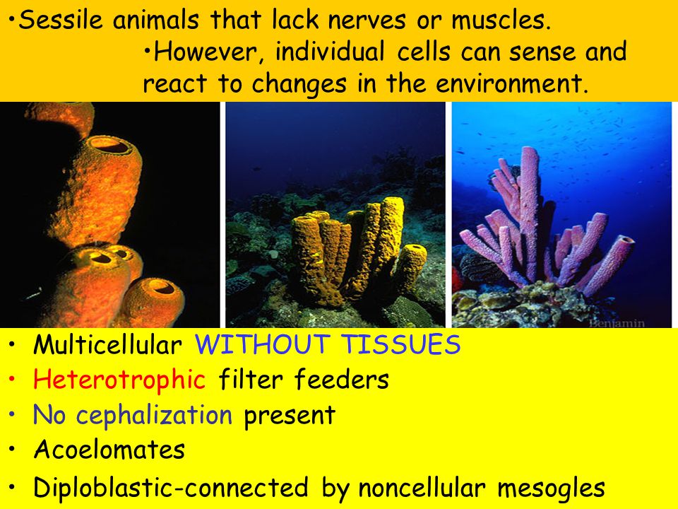 Multicellular WITHOUT TISSUES Heterotrophic filter feeders No cephalization present Acoelomates Diploblastic-connected by noncellular mesogles Sessile animals that lack nerves or muscles.