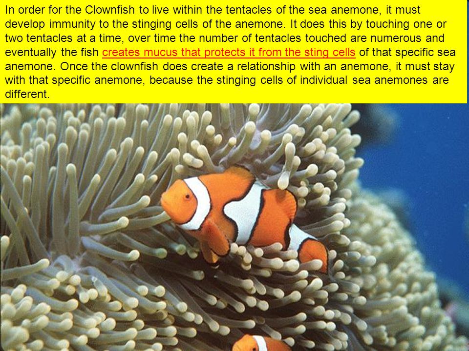 In order for the Clownfish to live within the tentacles of the sea anemone, it must develop immunity to the stinging cells of the anemone.