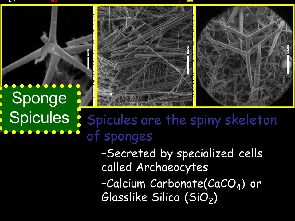 Sponge Spicules Spicules are the spiny skeleton of sponges –Secreted by specialized cells called Archaeocytes –Calcium Carbonate(CaCO 4 ) or Glasslike Silica (SiO 2 )