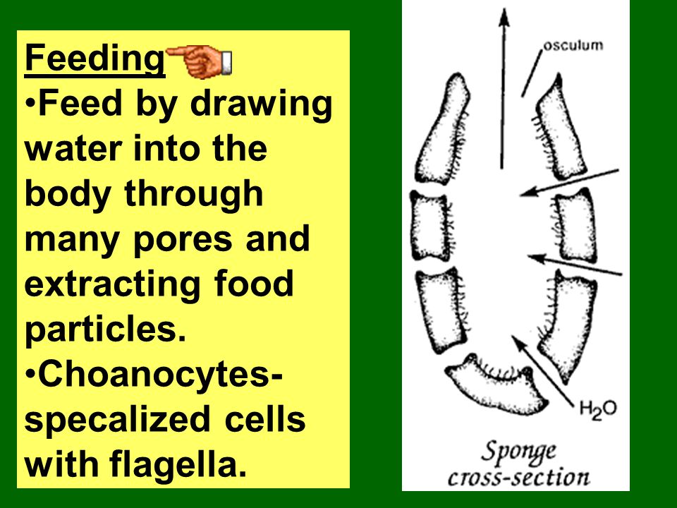 Feeding Feed by drawing water into the body through many pores and extracting food particles.