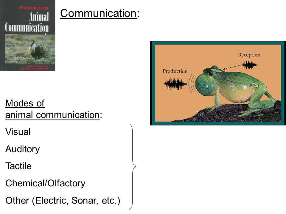 Animal Communication: Introduction and Evolutionary History ZOL 313 June 3,  ppt download