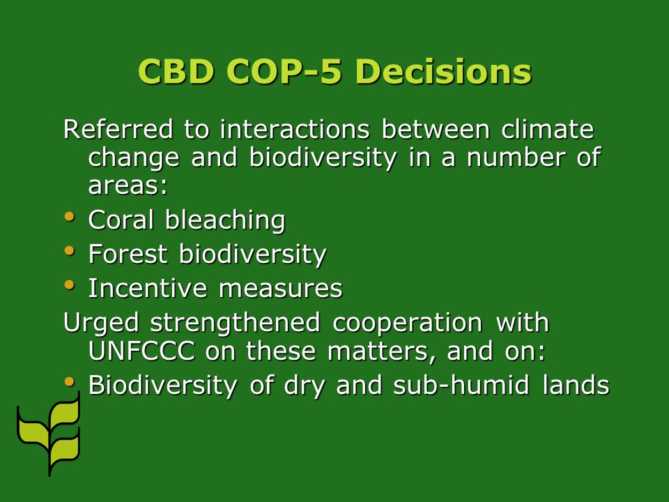 CBD COP-5 Decisions Referred to interactions between climate change and biodiversity in a number of areas: Coral bleaching Coral bleaching Forest biodiversity Forest biodiversity Incentive measures Incentive measures Urged strengthened cooperation with UNFCCC on these matters, and on: Biodiversity of dry and sub-humid lands Biodiversity of dry and sub-humid lands