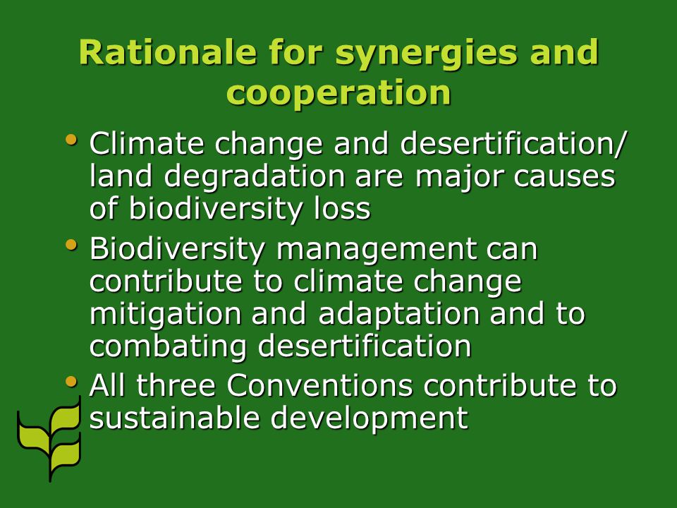 Rationale for synergies and cooperation Climate change and desertification/ land degradation are major causes of biodiversity loss Climate change and desertification/ land degradation are major causes of biodiversity loss Biodiversity management can contribute to climate change mitigation and adaptation and to combating desertification Biodiversity management can contribute to climate change mitigation and adaptation and to combating desertification All three Conventions contribute to sustainable development All three Conventions contribute to sustainable development