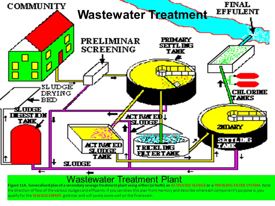 Water Microbiology Tap (drinking) water Surface water (freshwater) Waste  water (Marine water) Water borne diseases. - ppt download