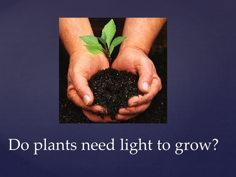 Do plants need light to grow