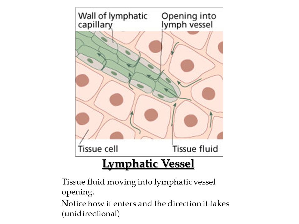 Lymphatic Vessel Tissue fluid moving into lymphatic vessel opening.