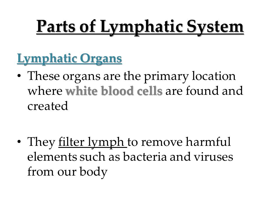 Parts of Lymphatic System Lymphatic Organs white blood cells These organs are the primary location where white blood cells are found and created They filter lymph to remove harmful elements such as bacteria and viruses from our body