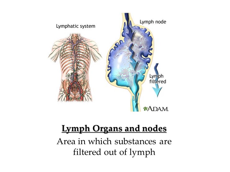 Lymph Organs and nodes Area in which substances are filtered out of lymph