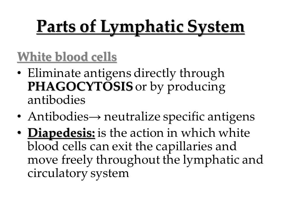 Parts of Lymphatic System White blood cells PHAGOCYTOSIS Eliminate antigens directly through PHAGOCYTOSIS or by producing antibodies Antibodies → neutralize specific antigens Diapedesis: Diapedesis: is the action in which white blood cells can exit the capillaries and move freely throughout the lymphatic and circulatory system