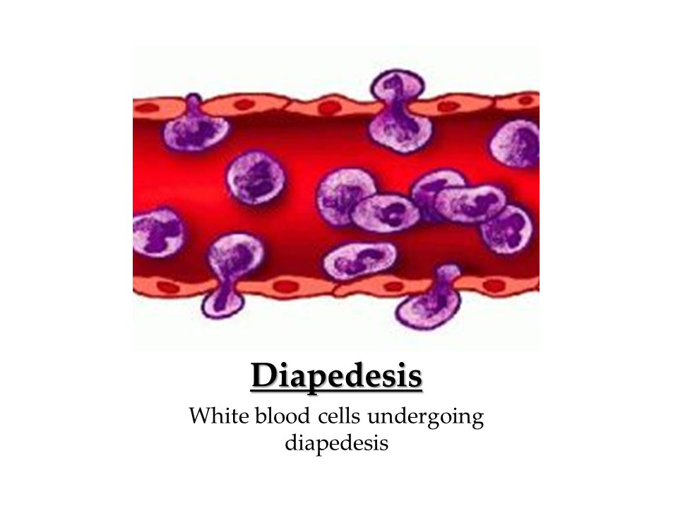 Diapedesis White blood cells undergoing diapedesis