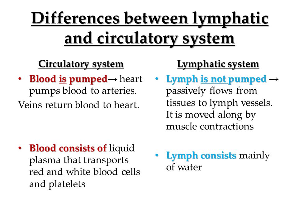 Differences between lymphatic and circulatory system Circulatory system Blood is pumped Blood is pumped → heart pumps blood to arteries.