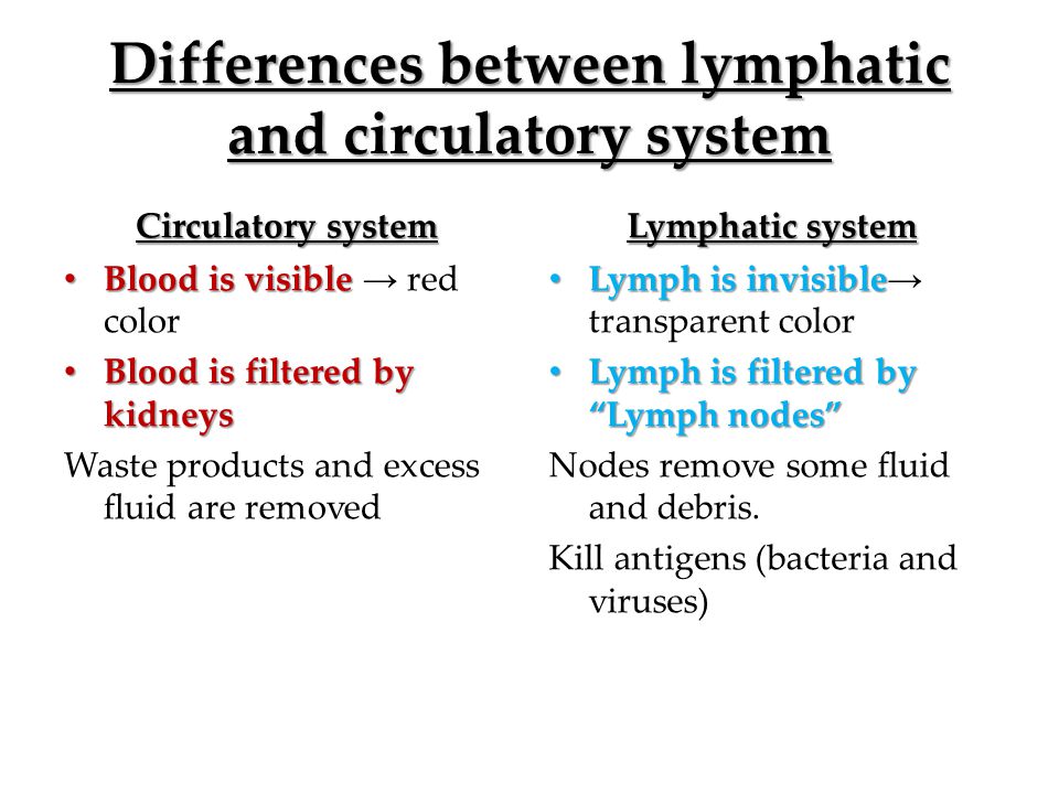 Differences between lymphatic and circulatory system Circulatory system Blood is visible Blood is visible → red color Blood is filtered by kidneys Blood is filtered by kidneys Waste products and excess fluid are removed Lymphatic system Lymph is invisible Lymph is invisible → transparent color Lymph is filtered by Lymph nodes Lymph is filtered by Lymph nodes Nodes remove some fluid and debris.