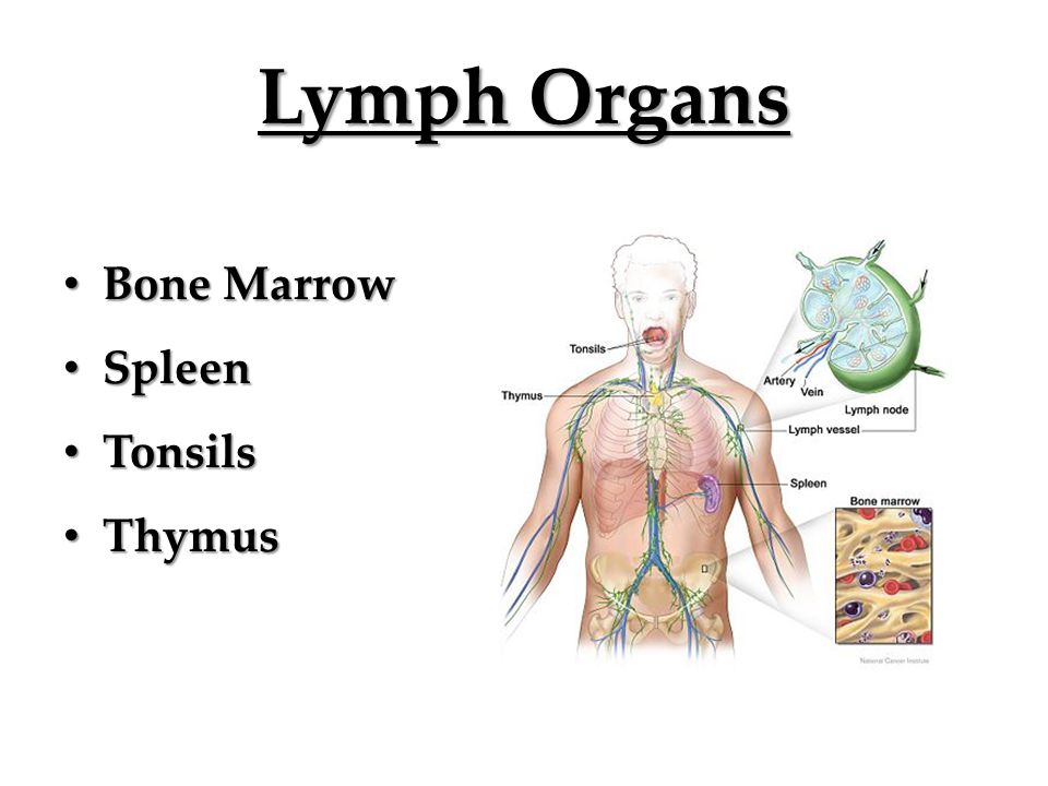 Lymph Organs Bone Marrow Bone Marrow Spleen Spleen Tonsils Tonsils Thymus Thymus