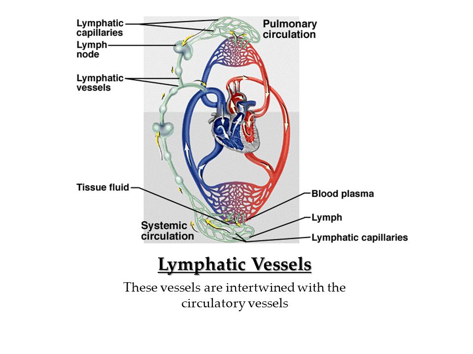 Lymphatic Vessels These vessels are intertwined with the circulatory vessels